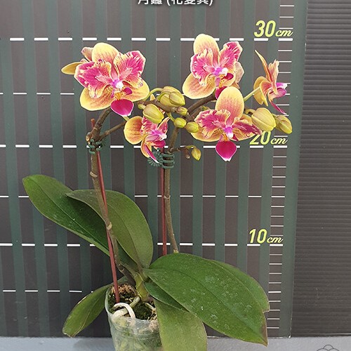 № 4И Phal. Sogo Yellowtris peloric размер 1,7