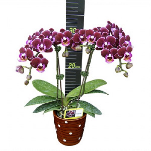 № 516 Phal. Younghome Coco размер 2,5 