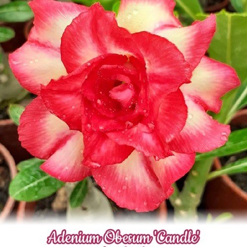 № 736 Adenium Obesum Candle размер 5,0