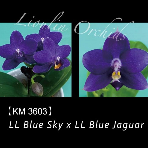 № А97 Phal. LL Blue Sky х LL Blue Jaguar размер горшка 2,5 дюйма