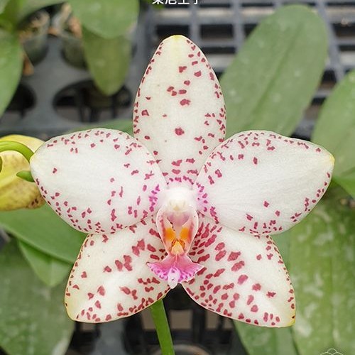 № И15 Phal. Brother Prince Hai Tony размер горшка 2,5 дюйма