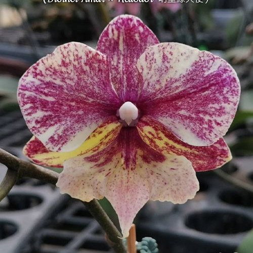 № И38 Phal. SKB Black Lace х Brother Amar х Heliodor размер горшка 2,5 дюйма