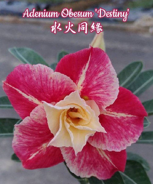 № 1116 Adenium Obesum 'Destiny' размер 5 