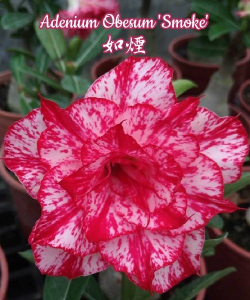 № 1119 Adenium Obesum 'Candle' размер 5