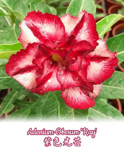 № 1127 Adenium Obesum 'Ray' размер 5 