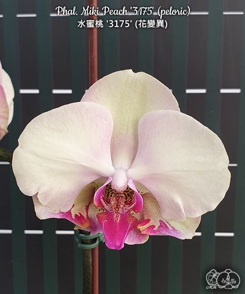 № 053 Phal. Miki Peach 3175 peloric размер горшка 2,5 дюйма