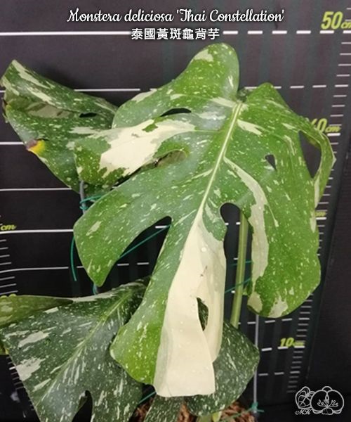 № 103 Monstera deliciosa Thai Constellation размер горшка 2,5 дюйма