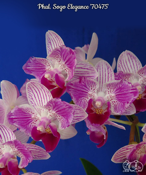 № 487 Phal. Sogo Elegance 70475 размер горшка 2,5 дюйма  акция