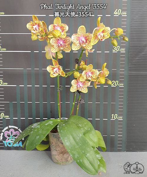 № 503 Phal. Twilight Angel 3554 размер горшка 2,5 дюйма