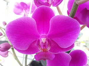 № 539 Phal. Queen Beer размер 2,5