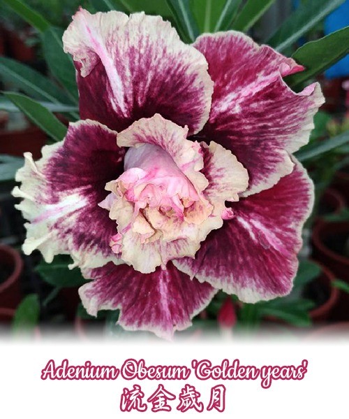 № 734 Adenium Obesum Golden years размер 5,0