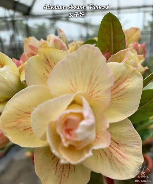 № 7502 Adenium obesum Princess отправка с открытой корневой не цветущий