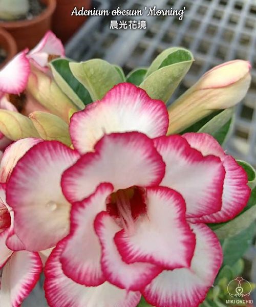 № 7504 Adenium obesum 'Morning' отправка с открытой корневой не цветущий
