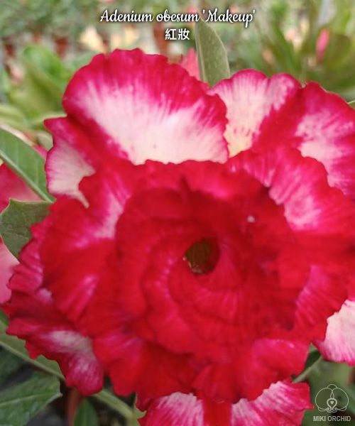 № 7505 Adenium obesum Makeup отправка с открытой корневой не цветущий