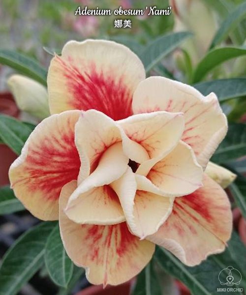 № 7506 Adenium obesum Nami отправка с открытой корневой не цветущий 