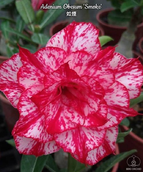 № 7516 Adenium Obesum Smoke отправка с открытой корневой не цветущий 
