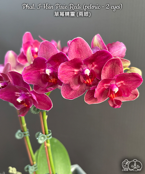 № 924 Phal. I Hsin Pixie Reds peloric  2 eyes размер горшка 2,5 дюйма