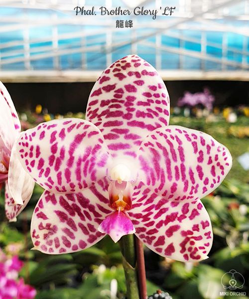 № А12 Phal. Brother Glory LF АРОМА размер горшка 2,5 дюйма