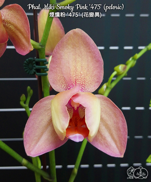 № А182 Phal. Miki Smoky Pink '475' (peloric) размер горшка 1,7 дюйма