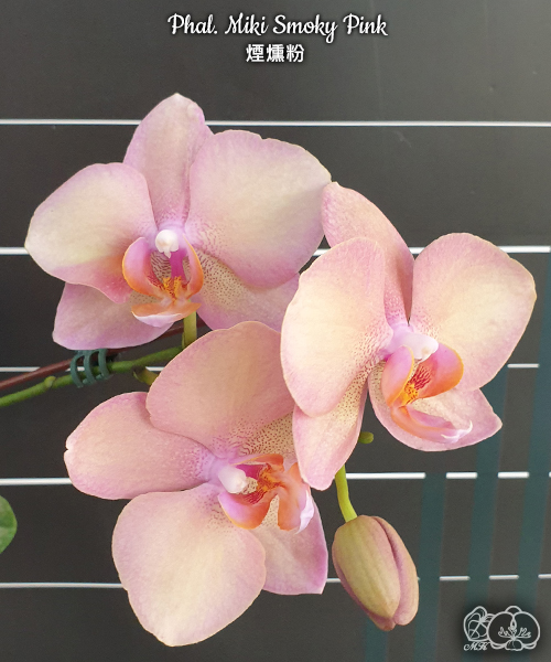 № А183 Phal. Miki Smoky Pink размер горшка 1,7 дюйма