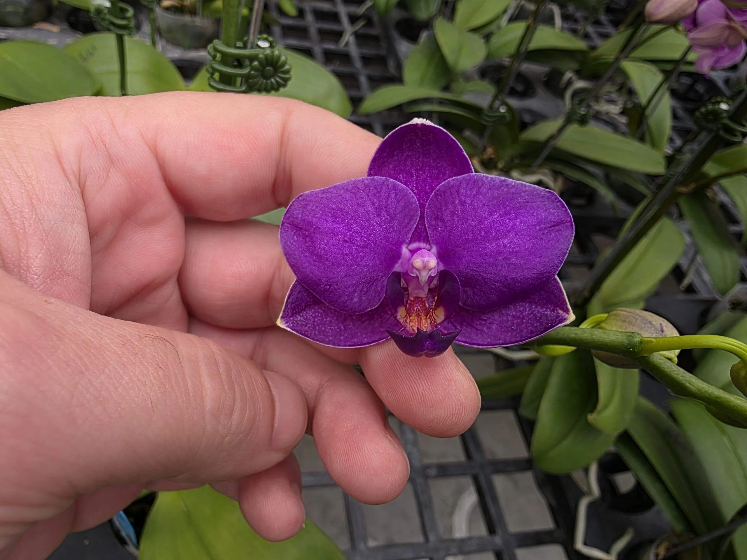 № А217 Phal. LL Blue Water Арома размер горшка 2,5 дюйма
