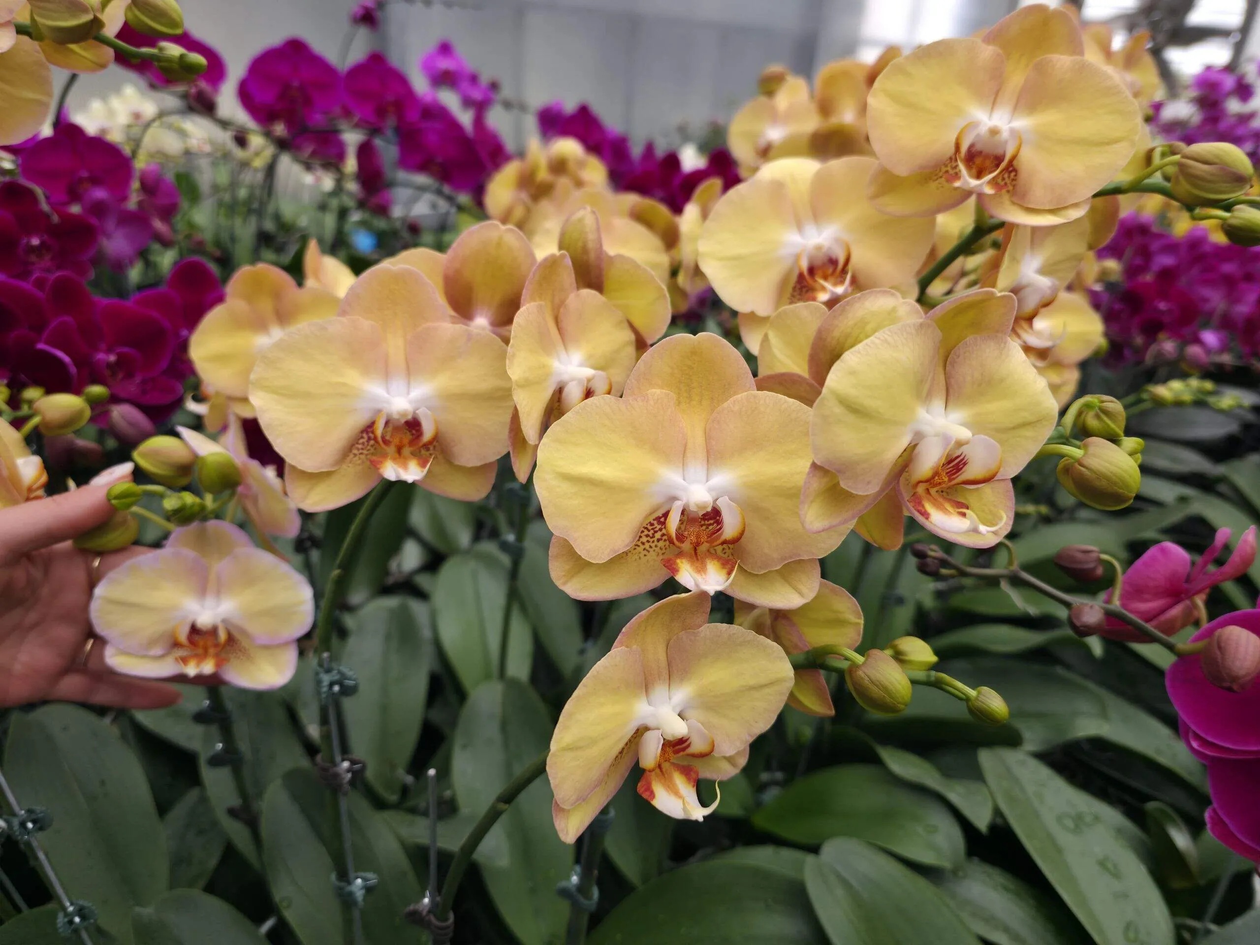 № А219 Фаленопсис Phal.OX Stellar размер горшка 3,0 дюйма 