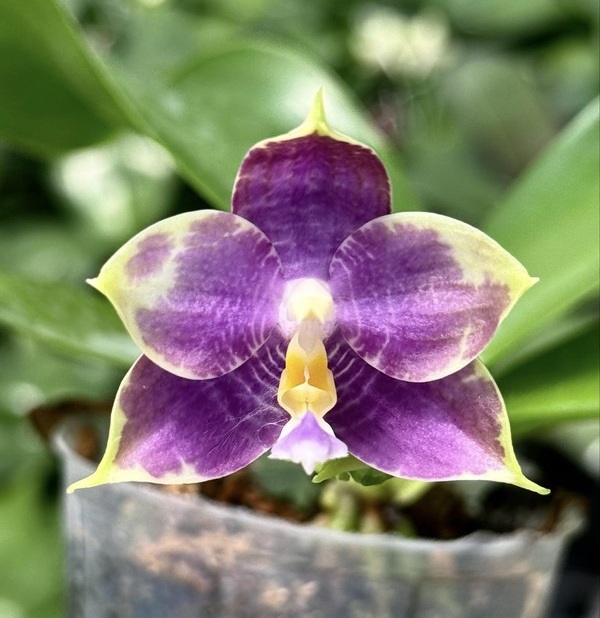 № А238 Phal Mituo Purple Dragon blue penguin MCL45 Арома размер горшка 2,5 дюйма