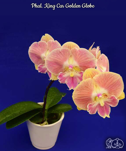 № А36 Phal. King Car Golden Globe размер горшка 2,5 дюйма