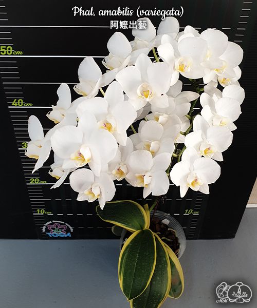 № А37 Phal. amabilis variegata размер горшка 2,5 дюйма 