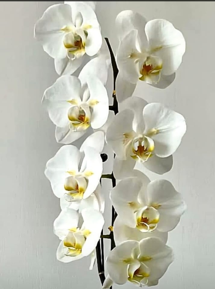№ А3  Phal. Sogo Yukidian V3 peloric 2 eyes размер горшка 1.7 дюйма