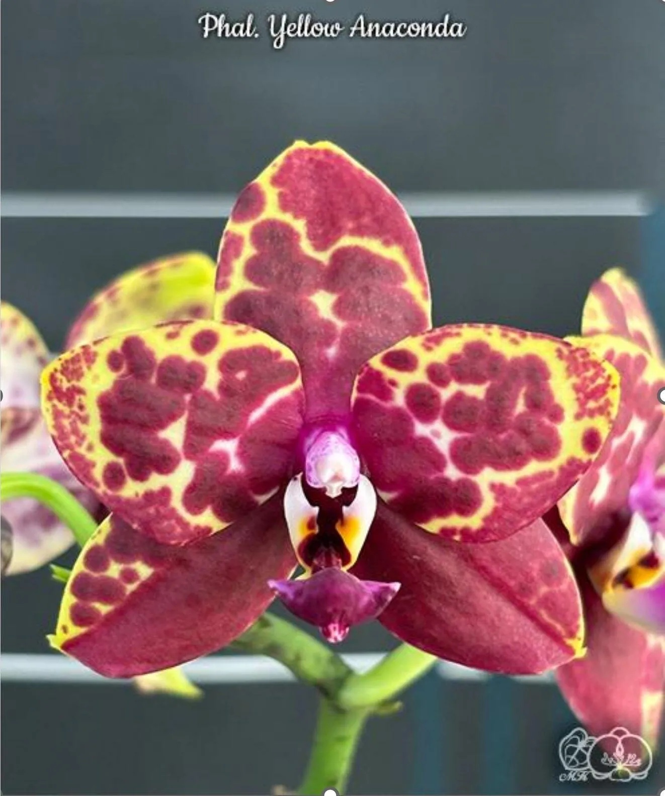 № А40 Phal. Yellow Anaconda Арома  размер горшка 2,5 дюйма