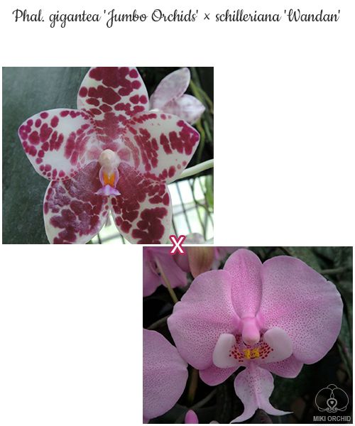 № А47 Phal. gigantea Jumbo Orchids  х schilleriana Wandan АРОМА размер горшка 2,5 