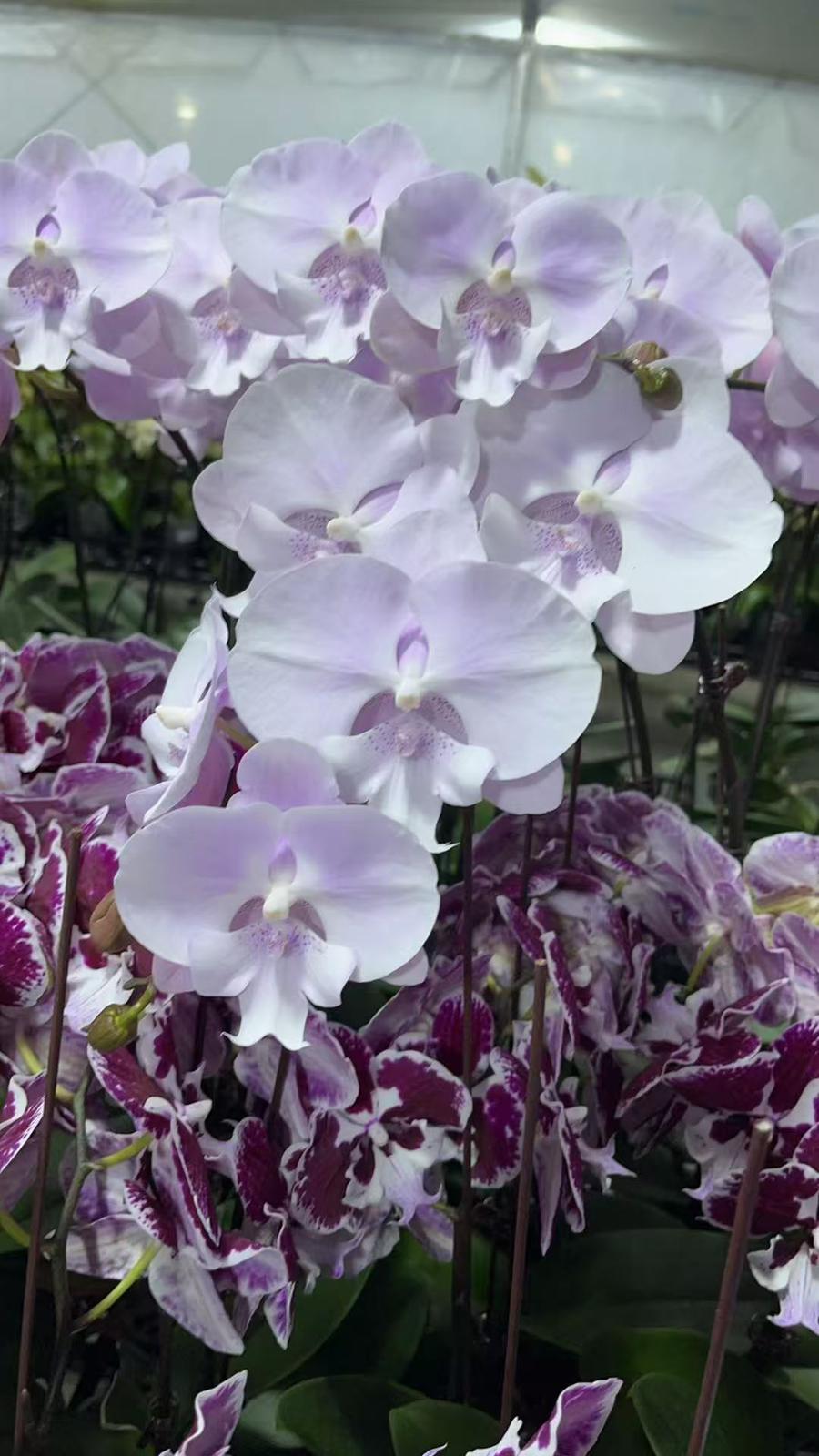 № А5 Phal. Cloudy размер горшка 3.0 дюйма