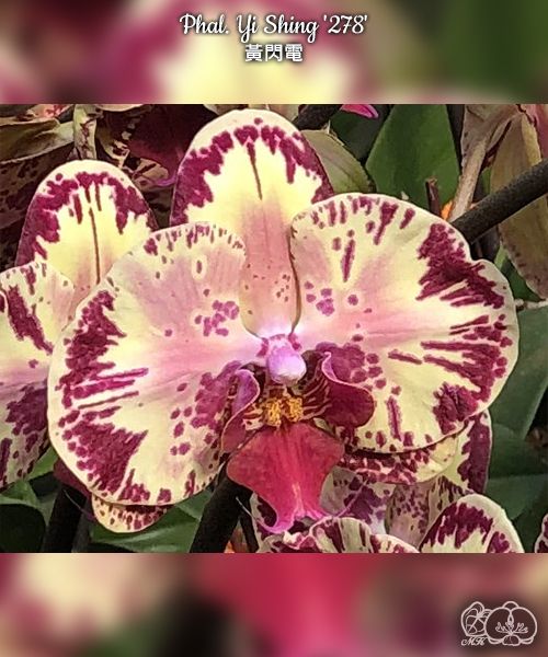 № И10 Phal. Yi Shing 278 размер горшка 2,5 дюйма 