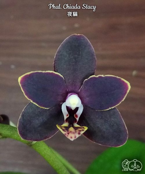 № И11 Phal. Chiada Stacy размер горшка 2,5 дюйма