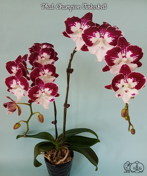 № И14 Phal. Champion Tinkerbell размер горшка 2,5 дюйма 