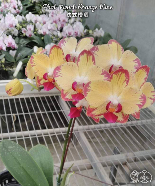 № И19 Phal. French Orange Wine размер горшка 2,5 дюйма