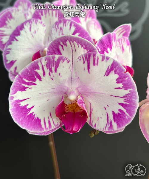 № И27 Phal. Champion Lightning Neon размер горшка 2,5 дюйма
