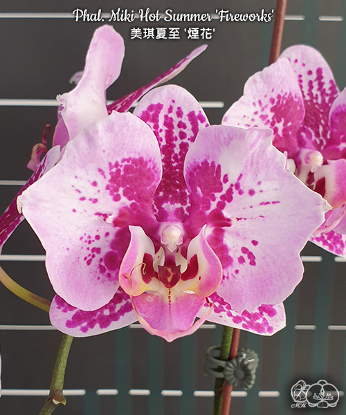 № И36 Phal. Miki Hot Summer Fireworks размер горшка 2,5 дюйма