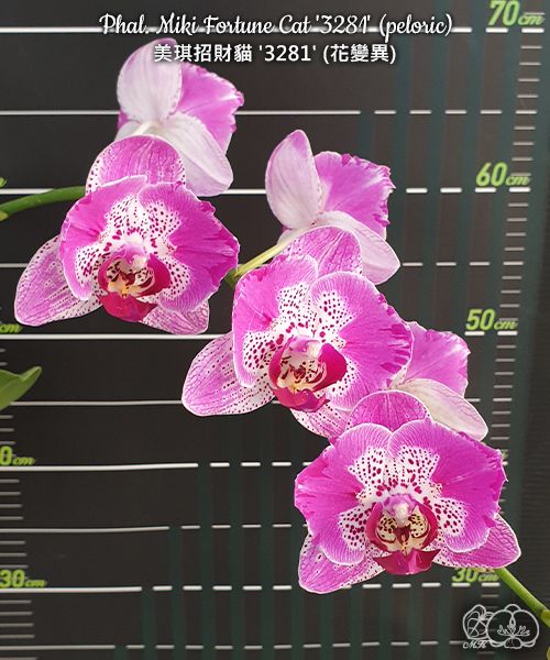 № И42 Phal. Miki Fortune Cat 3281 peloric размер горшка 2,5 дюйма