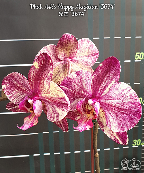 № И45 Phal. Arks Happy Magician 3674 размер горшка 2,5 дюйма