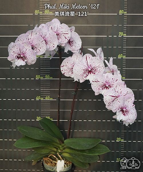 № И46 Phal. Miki Meteor 121 размер горшка 2,5 дюйма