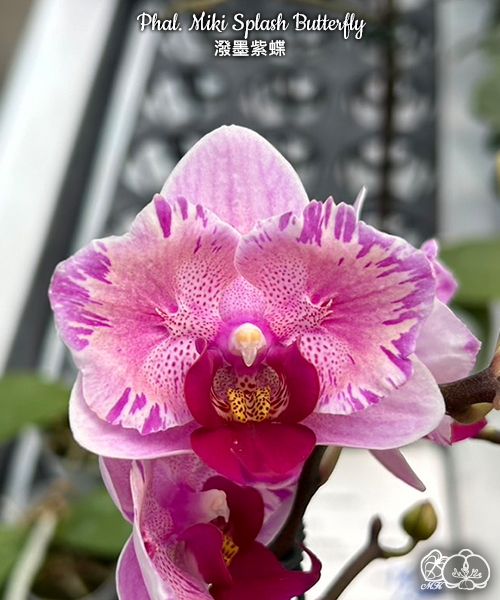 № И4 Phal. Miki Splash Butterfly размер горшка 2,5 дюйма
