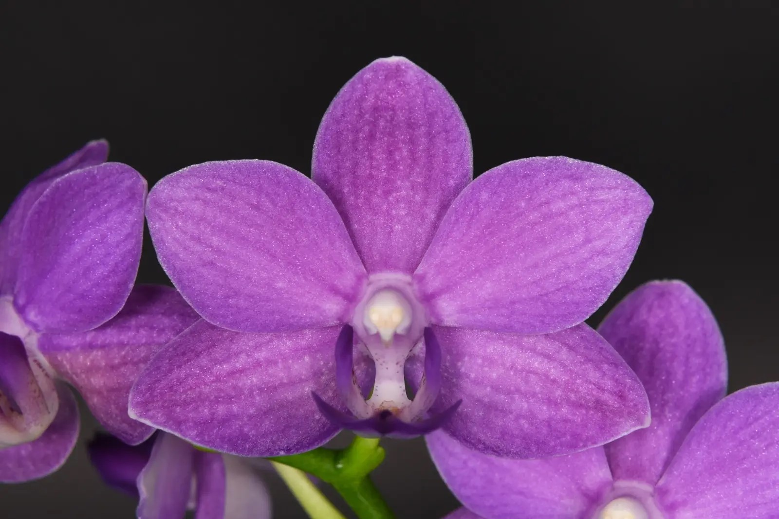 № И98 Фаленопсис Мультифлора YHLD387 размер горшка 2,5 дюйма