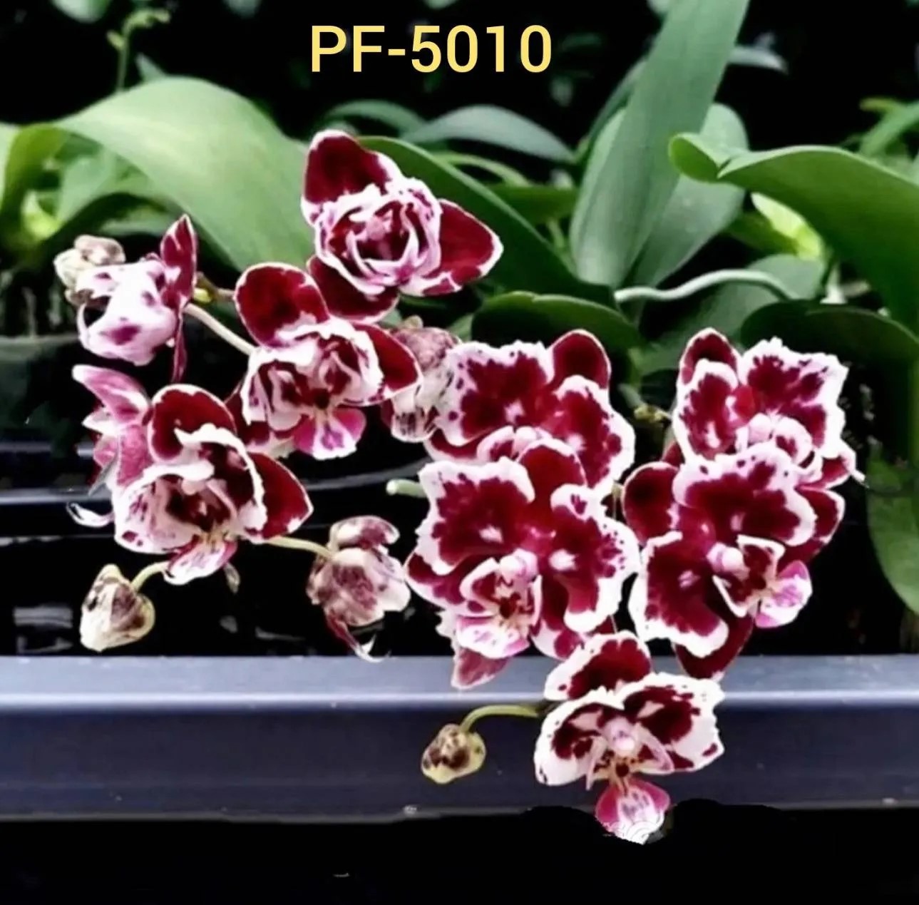 № М55 Фаленопсис PF 5010-1 размер горшка 1,7 дюйма
