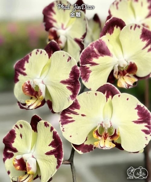 № В17 Phal. JinDiao размер горшка 3,0 дюйма 