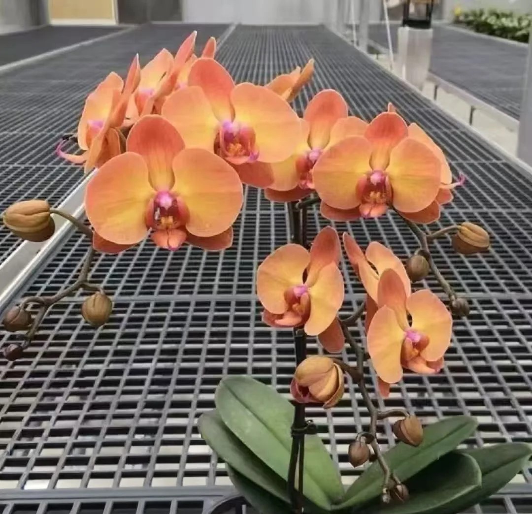№ В19 Phal. Sunset Gemstone размер горшка 2,8 дюйма 